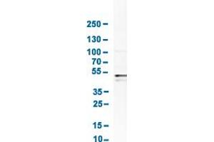 Western Blot analysis of human cell line Daudi. (BAG5 antibody  (AA 249-399))