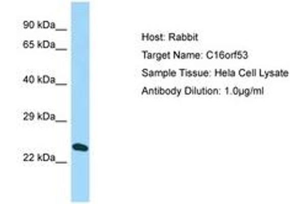 PAGR1 Antikörper  (AA 38-87)