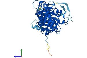 AlphaFold protein structure predicition of Mouse Recombinant Fbp2 Protein, UniprotID P70695