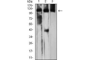 Western Blotting (WB) image for anti-CD163 (CD163) (AA 42-259) antibody (ABIN7193514)