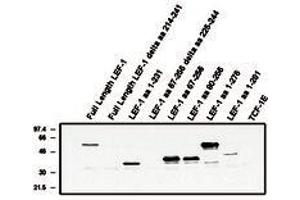 Image no. 1 for anti-Lymphoid Enhancer-Binding Factor 1 (LEF1) antibody (ABIN201548) (LEF1 antibody)