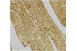 Immunohistochemical staining of human skeletal muscle using Caspase-7 antibody at 2 μg/ml. (Caspase 7 antibody  (C-Term))
