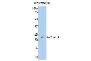 Western Blotting (WB) image for anti-Interferon, alpha 10 (IFNa10) (AA 24-189) antibody (ABIN1176586) (IFNA10 antibody  (AA 24-189))