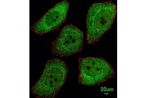 Immunofluorescent analysis of  cells, using PTTG1 Antibody (N-term) (ABIN391532 and ABIN2841485). (PTTG1 antibody  (N-Term))