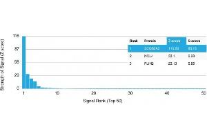 Analysis of Protein Array containing >19,000 full-length human proteins using Mammaglobin (SCGB2A2) Mouse Monoclonal Antibody (SPM518) Z- and S- Score: The Z-score represents the strength of a signal that a monoclonal antibody (MAb) (in combination with a fluorescently-tagged anti-IgG secondary antibody) produces when binding to a particular protein on the HuProtTM array.
