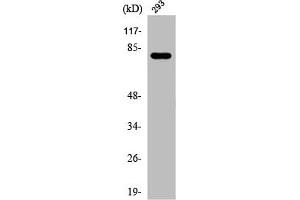 Western Blot analysis of 293 cells using Phospho-Caldesmon (S789) Polyclonal Antibody (Caldesmon antibody  (pSer789))