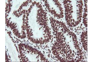 NONO antibody  (AA 184-385)