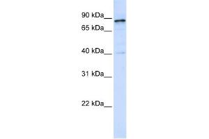 WB Suggested Anti-DNM1 Antibody Titration: 0. (Dynamin 1 antibody  (Middle Region))