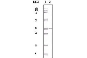 Western Blotting (WB) image for anti-Induced Myeloid Leukemia Cell Differentiation Protein Mcl-1 (MCL1) antibody (ABIN2464081) (MCL-1 antibody)