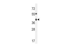 ADH4 Antibody (C-term) (ABIN654087 and ABIN2843975) western blot analysis in mouse heart tissue lysates (35 μg/lane). (ADH4 antibody  (C-Term))