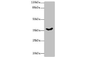 Western blot All lanes: PSG11 antibody at 12 μg/mL + Hela whole cell lysate Secondary Goat polyclonal to rabbit IgG at 1/10000 dilution Predicted band size: 38, 24 kDa Observed band size: 38 kDa (PSG11 antibody  (AA 7-219))