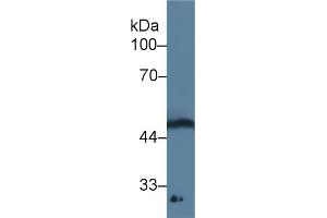 Detection of GDF11 in Rat Spinal cord lysate using Monoclonal Antibody to Growth Differentiation Factor 11 (GDF11) (GDF11 antibody  (AA 138-386))