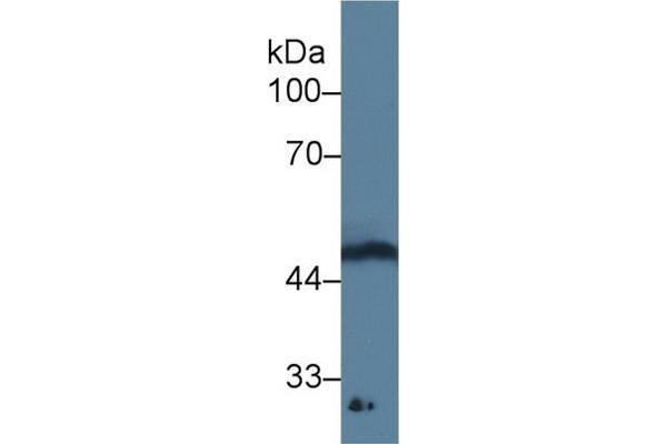 GDF11 anticorps  (AA 138-386)