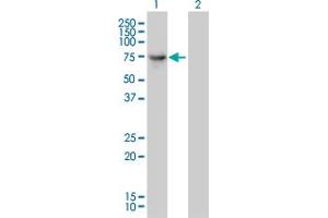 Western Blot analysis of DNAI2 expression in transfected 293T cell line by DNAI2 monoclonal antibody (M01), clone 1C8. (DNAI2 antibody  (AA 1-593))
