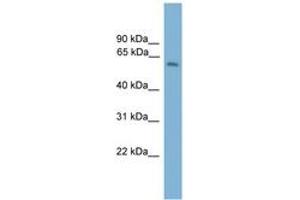 Image no. 1 for anti-Myosin Binding Protein H (MYBPH) (AA 171-220) antibody (ABIN6745565)