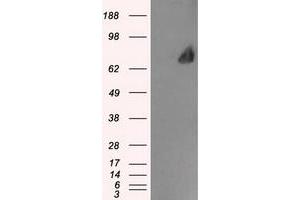 Image no. 1 for anti-Leukotriene A4 Hydrolase (LTA4H) antibody (ABIN1499215) (LTA4H antibody)