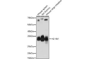 Western blot analysis of extracts of various cell lines, using H2-Ab1 antibody (ABIN7267665) at 1:1000 dilution. (H2-AB1 antibody)