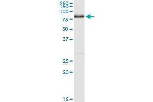 NRG1 MaxPab rabbit polyclonal antibody. (Neuregulin 1 antibody  (AA 1-241))