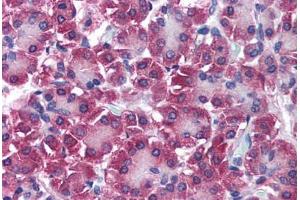 Human Pancreas (formalin-fixed, paraffin-embedded) stained with DUT antibody ABIN290266 at 5 ug/ml followed by biotinylated secondary antibody, alkaline phosphatase-streptavidin and chromogen. (Deoxyuridine Triphosphatase (DUT) (AA 1-52) antibody)