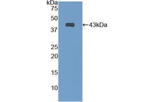 Western blot analysis of recombinant Mouse CNP. (NPPC antibody  (AA 30-126))
