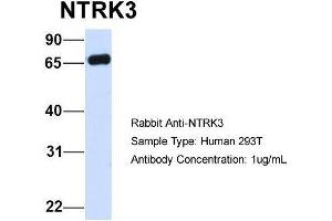 Host:  Rabbit  Target Name:  NTRK3  Sample Type:  Human 293T  Antibody Dilution:  1. (NTRK3 antibody  (C-Term))