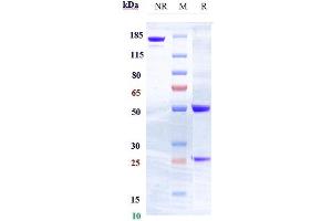 Anti-FLT3 / CD135 Reference Antibody (IMC-EB10) on SDS-PAGE under reducing (R) condition.