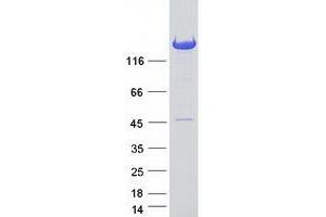 Validation with Western Blot (PITPNM2 Protein (Myc-DYKDDDDK Tag))