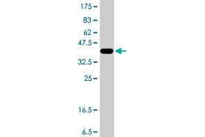 Western Blot detection against Immunogen (38. (GPR84 antibody  (AA 208-316))