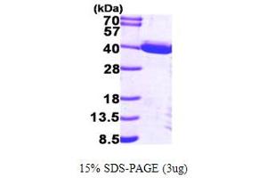 TP53I3 Protein (AA 1-332) (His tag)