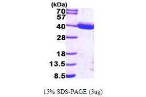 SDS-PAGE (SDS) image for Tumor Protein P53 Inducible Protein 3 (TP53I3) (AA 1-332) protein (His tag) (ABIN667007) (TP53I3 Protein (AA 1-332) (His tag))