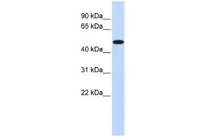 WB Suggested Anti-PDK2 Antibody Titration:  0.