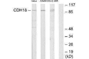 Western blot analysis of extracts from HeLa cells, A549 cells and COLO205 cells, using CDH18 antibody. (CDH18 antibody)