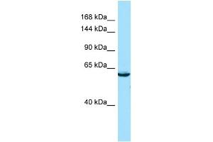 Western Blotting (WB) image for anti-SEC16 Homolog B (SEC16B) (C-Term) antibody (ABIN2790309) (SEC16B antibody  (C-Term))