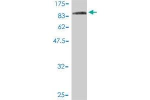 Western Blot detection against Immunogen (110.