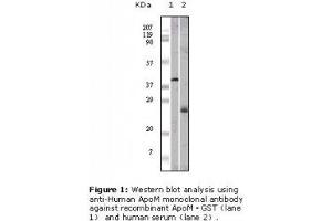 Image no. 1 for anti-Apolipoprotein M (APOM) antibody (ABIN232116) (Apolipoprotein M antibody)