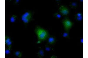 Anti-NIT2 mouse monoclonal antibody (ABIN2453355) immunofluorescent staining of COS7 cells transiently transfected by pCMV6-ENTRY NIT2 (RC210660). (NIT2 antibody)