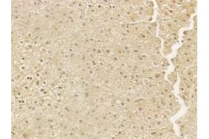 ABIN6264677 and ABIN6276908 at 1/100 staining human normal liver tissue by IHC-P.