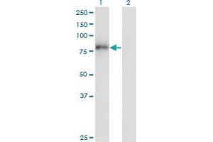 Western Blot analysis of ZNF175 expression in transfected 293T cell line by ZNF175 monoclonal antibody (M01), clone 1C2. (ZNF175 antibody  (AA 81-178))