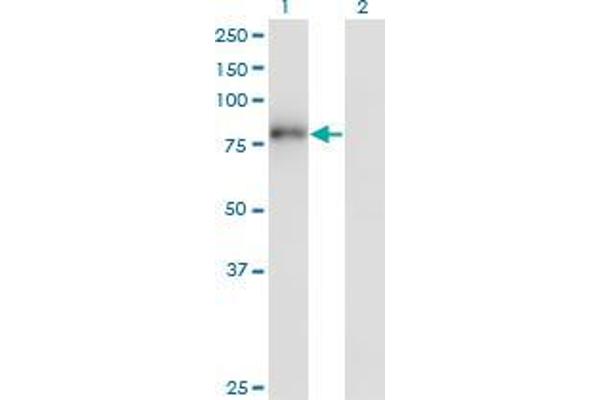 ZNF175 antibody  (AA 81-178)