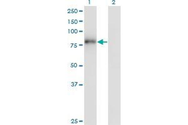 ZNF175 antibody  (AA 81-178)