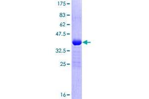 POLR2I Protein (AA 1-125) (GST tag)