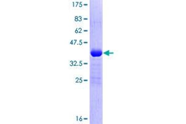 POLR2I Protein (AA 1-125) (GST tag)