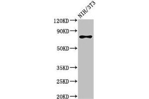 Western Blot Positive WB detected in: NIH/3T3 whole cell lysate All lanes: SFPQ antibody at 3 μg/mL Secondary Goat polyclonal to rabbit IgG at 1/50000 dilution Predicted band size: 77, 73 kDa Observed band size: 77 kDa (SFPQ antibody  (AA 499-598))
