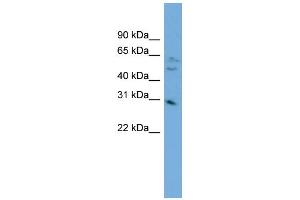 WB Suggested Anti-MRTO4 Antibody Titration:  0. (C1orf33 antibody  (Middle Region))