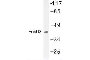 Image no. 1 for anti-Forkhead Box D3 (FOXD3) antibody (ABIN272260) (FOXD3 antibody)