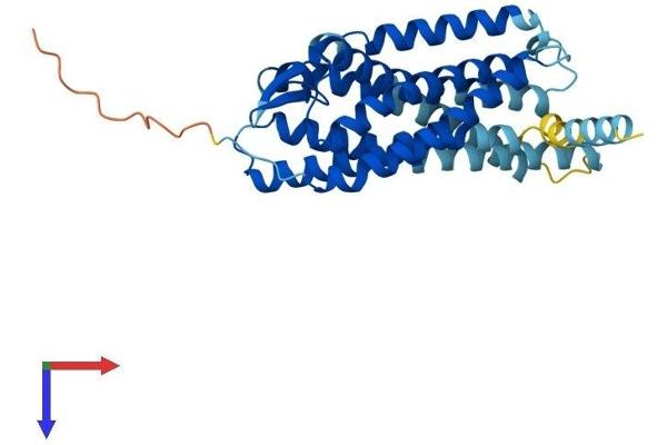 P2RY6 Protein (AA 1-328) (His tag)