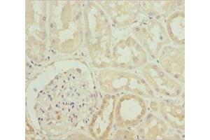 Immunohistochemistry of paraffin-embedded human kidney tissue using ABIN7142053 at dilution of 1:100 (PLCD4 antibody  (AA 1-290))