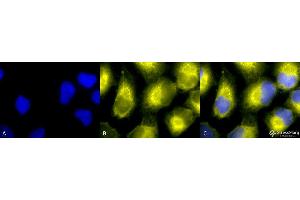 Immunocytochemistry/Immunofluorescence analysis using Rabbit Anti-PDI Polyclonal Antibody . (P4HB antibody  (AA 409-509) (Biotin))