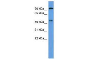 Image no. 1 for anti-Endothelin Converting Enzyme 2 (ECE2) (AA 280-329) antibody (ABIN6746247)