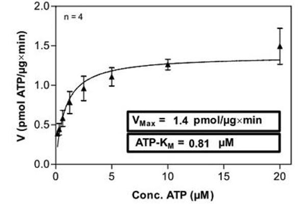 TAO Kinase 3 Protein (TAOK3) (AA 1-898)